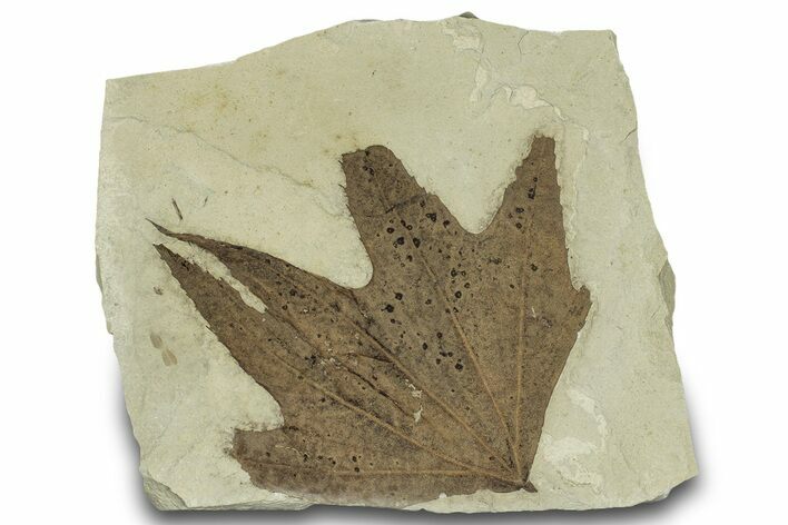 Fossil Sycamore (Macginitiea) Leaf - Utah #323173